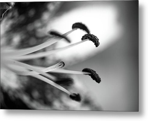 Black and White Lily - Metal Print