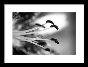 Black and White Lily - Framed Print