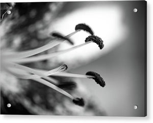 Black and White Lily - Acrylic Print