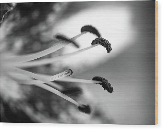 Black and White Lily - Wood Print