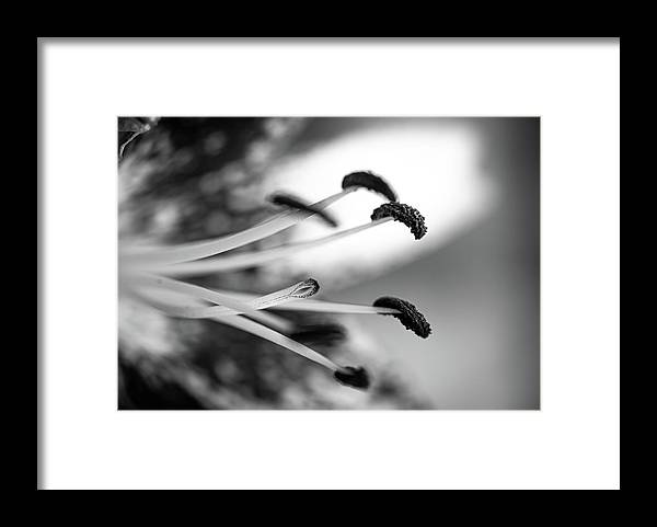 Black and White Lily - Framed Print