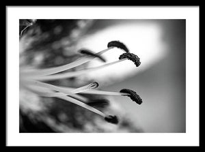 Black and White Lily - Framed Print