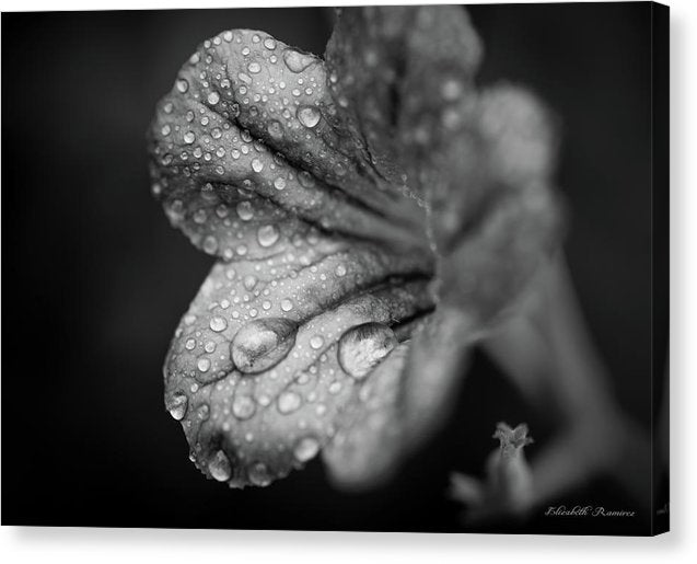 Black and White Wildflower - Canvas Print