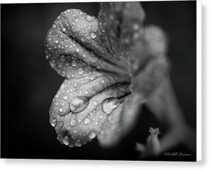Black and White Wildflower - Canvas Print