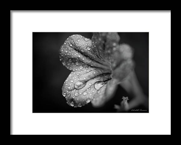 Black and White Wildflower - Framed Print