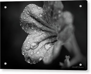 Flores silvestres en blanco y negro - Impresión acrílica