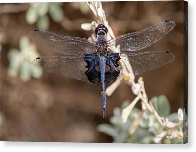 Black Dragonfly - Canvas Print