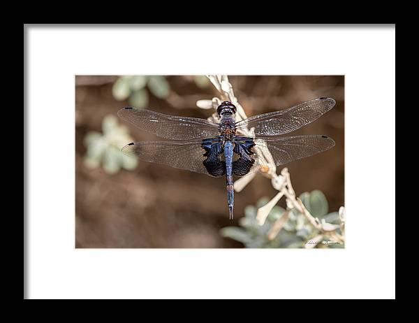 Black Dragonfly - Framed Print