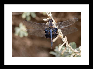 Black Dragonfly - Framed Print