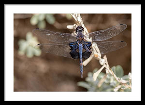 Black Dragonfly - Framed Print