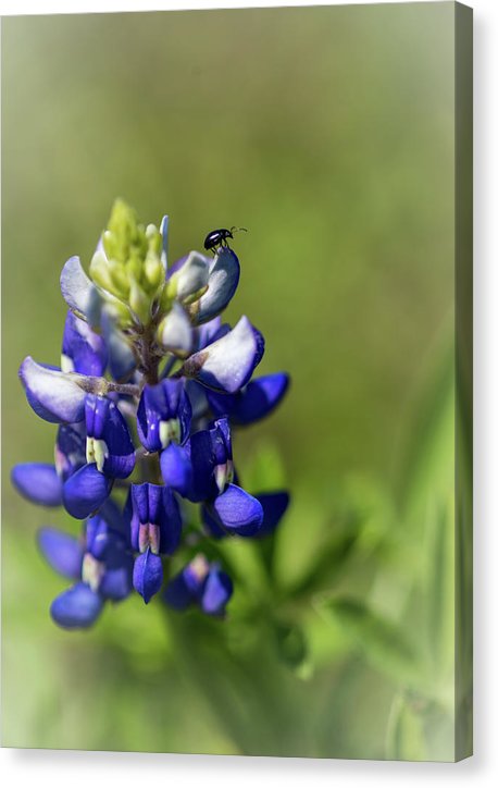 Bluebonnet and friend - Canvas Print