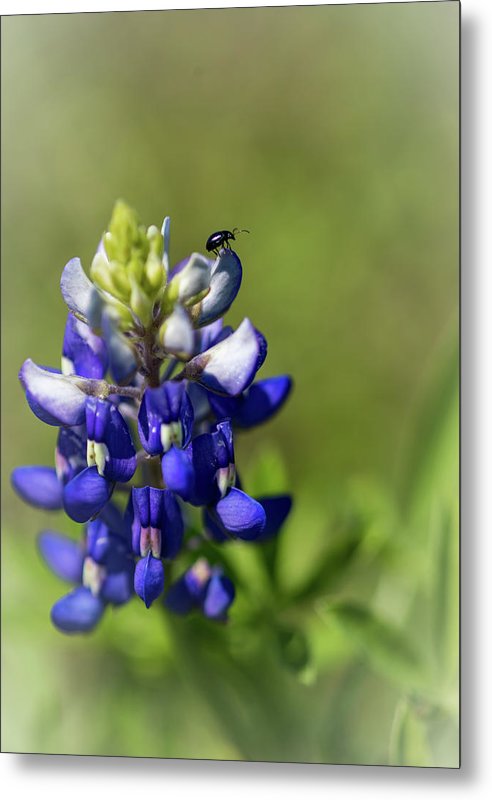 Bluebonnet and friend - Metal Print