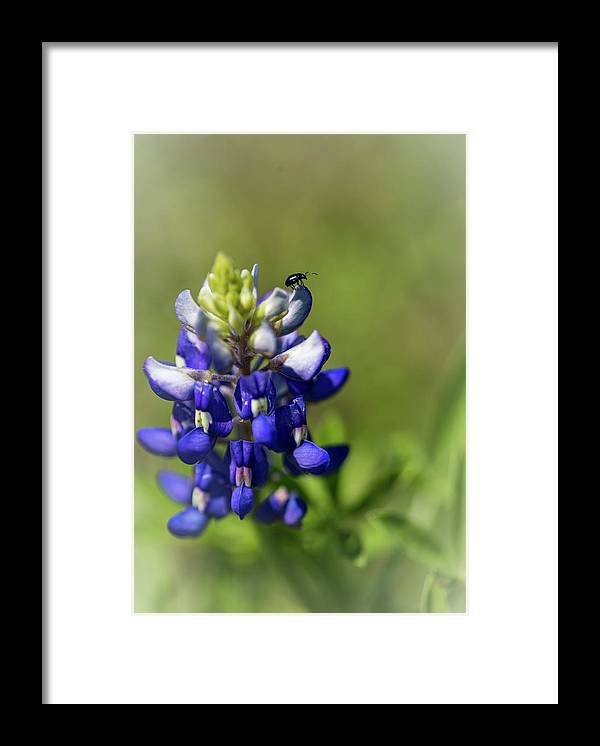 Bluebonnet and friend - Framed Print