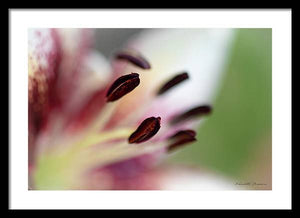 Calla Lily Series Coffee Beans - Framed Print