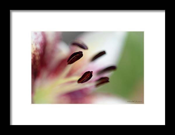 Calla Lily Series Coffee Beans - Framed Print
