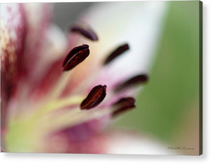Calla Lily Series Coffee Beans - Acrylic Print