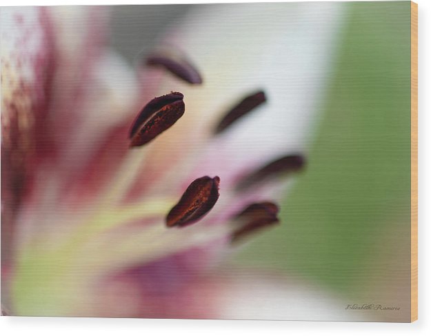 Calla Lily Series Coffee Beans - Wood Print