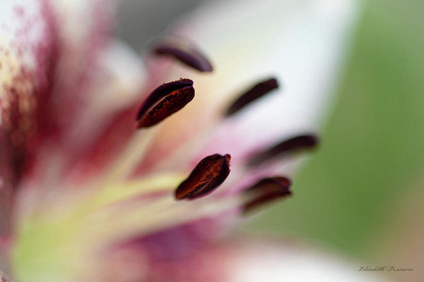 Calla Lily Series Coffee Beans - Art Print