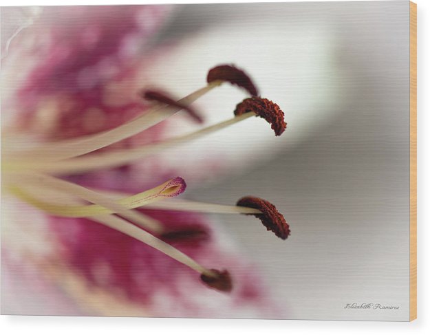 Calla Lily Series Piston - Wood Print