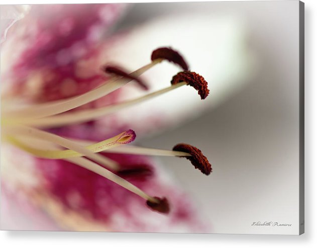 Calla Lily Series Piston - Acrylic Print