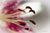 Calla Lily Series Piston - Art Print