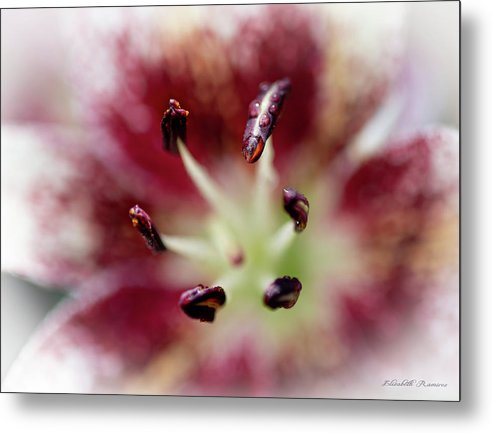 Calla Lily Series raindrops - Metal Print