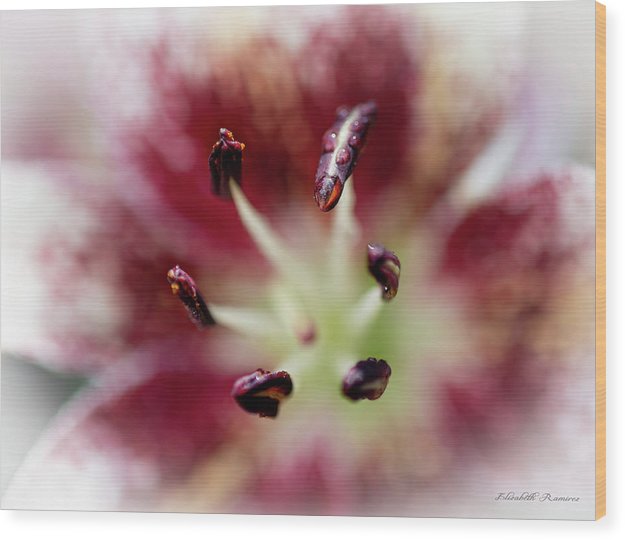 Calla Lily Series raindrops - Wood Print