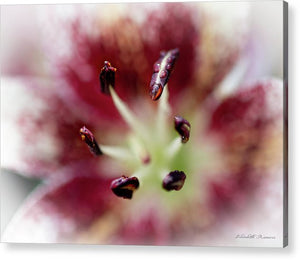 Calla Lily Series raindrops - Acrylic Print