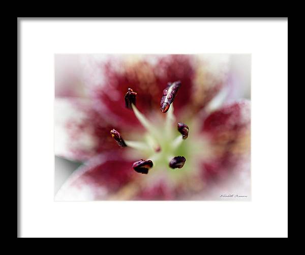 Calla Lily Series raindrops - Framed Print