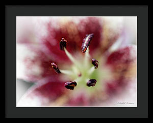 Calla Lily Series raindrops - Framed Print