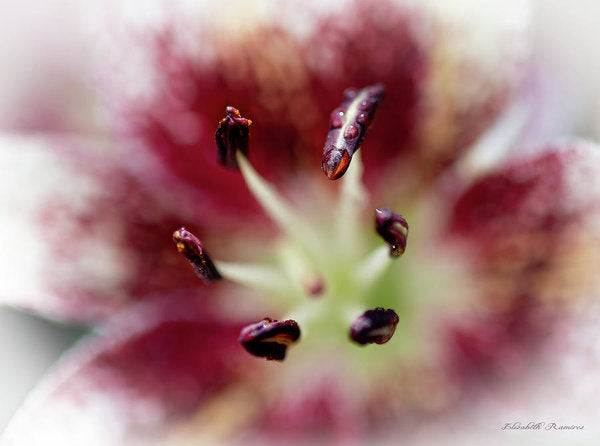 Calla Lily Series raindrops - Art Print