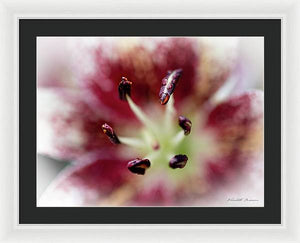 Calla Lily Series raindrops - Framed Print