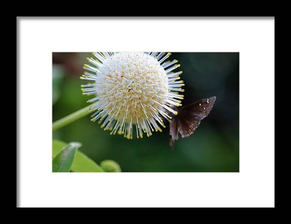Caught Mid Flight - Framed Print