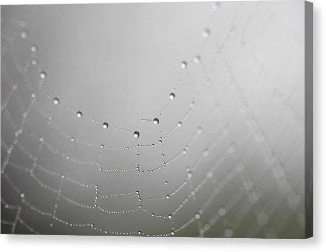 Dew drops on a spider web - Canvas Print