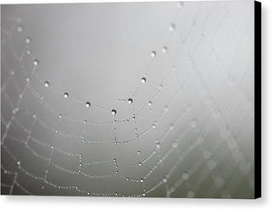 Dew drops on a spider web - Canvas Print