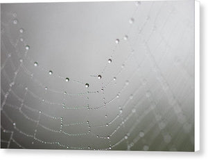Dew drops on a spider web - Canvas Print