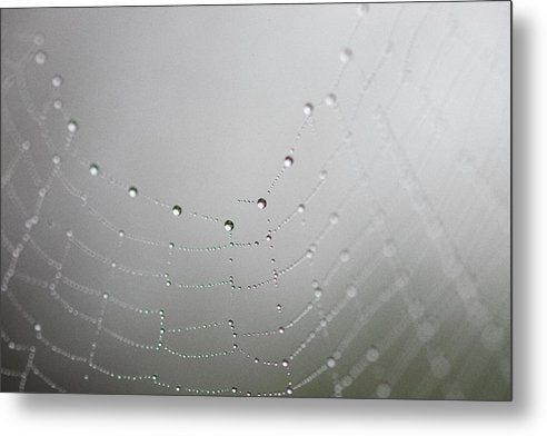 Dew drops on a spider web - Metal Print