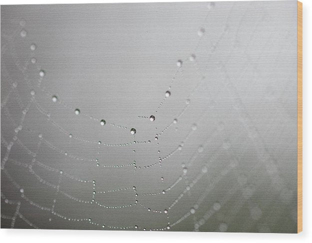 Dew drops on a spider web - Wood Print