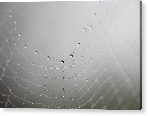 Dew drops on a spider web - Acrylic Print