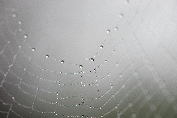 Dew drops on a spider web - Art Print