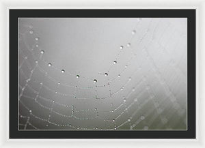 Dew drops on a spider web - Framed Print