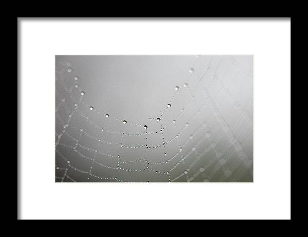 Dew drops on a spider web - Framed Print