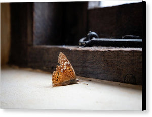 Dying Butterfly - Canvas Print