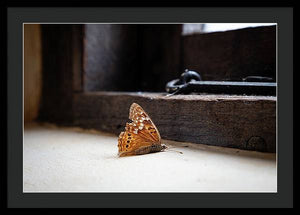 Dying Butterfly - Framed Print