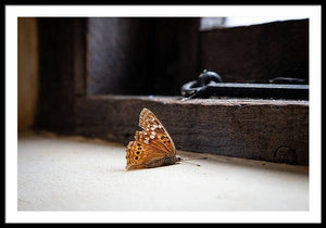 Mariposa moribunda - Lámina enmarcada