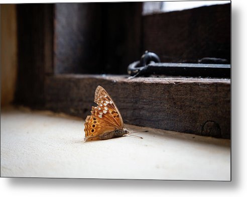 Dying Butterfly - Metal Print