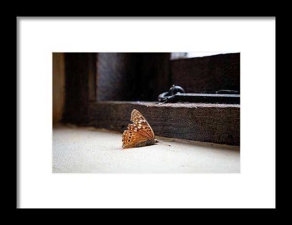 Dying Butterfly - Framed Print
