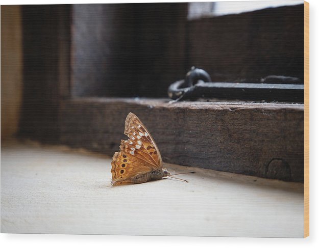 Dying Butterfly - Wood Print