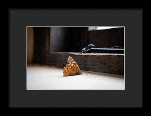 Dying Butterfly - Framed Print