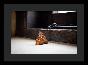 Mariposa moribunda - Lámina enmarcada